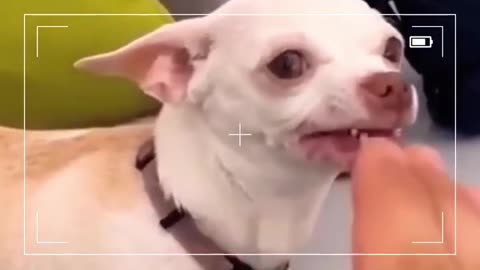 Funny Dogs