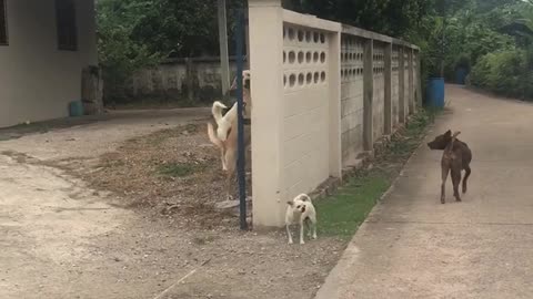 Dogs Defend Wall