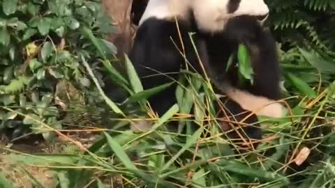 Cute panda at Ocean Park HONG Kong