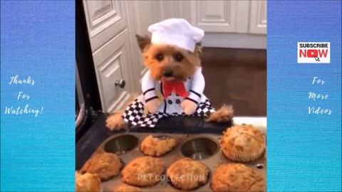 Cute And Funny Pet Videos Compilation | Funny Dog Videos
