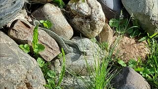 Resident Snake! #snake #herpetology #nature