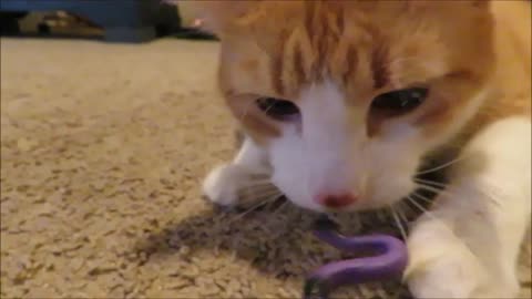 Surprisingly, This Cat Is Obsessed With Toy Snakes