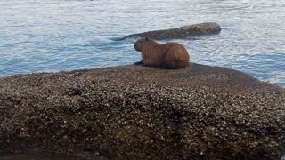 Capybara resting by the sea