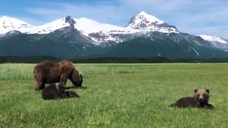 Family of Bears Graze on Grass