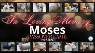 In Memory of Moses