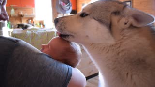 Husky helps with baby