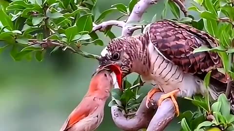 Momma Bird Feeding Bird That Ate Her Babies
