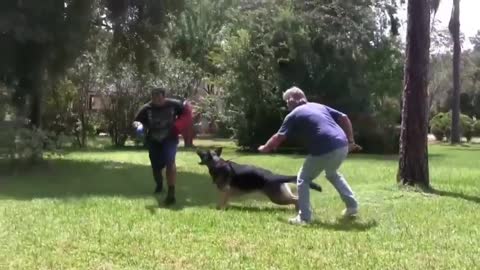 How To Make Dog Become Fully Aggressive With Few Simple Tipsa