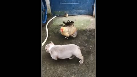 Cat vs chicken fight। funny fight🤣🤣🤣