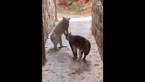 Funny Cat Video