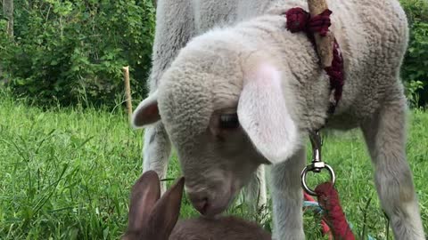 Bunny and Lamb Have Sweet Introduction