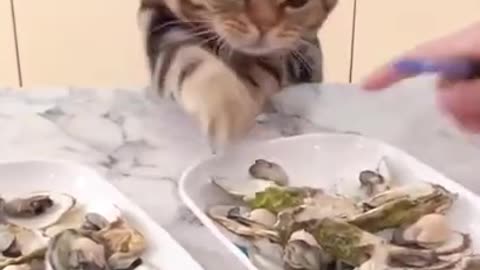 Greedy cat