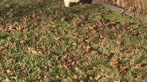 Cat Has Difficulty Fitting Through Fence