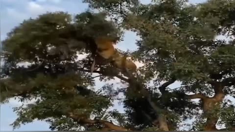 Unbelievable Battle: Dog-Like Lion vs. Agile Tiger in a Treetop Showdown!