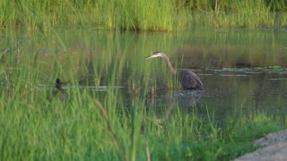 Fast Facts about Great Blue HeronScientific name : Ardea herodiasAverage height :