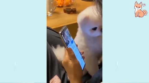 Angry - Funny Dogs of TikTok 😮 - angry Pet videos 😱