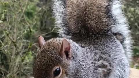 Sweet little Squirrel came to visit