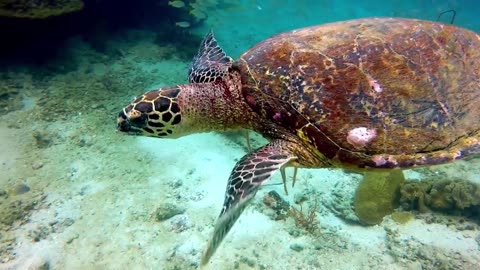 The Hawksbill sea turtle