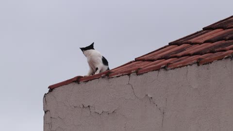 Smart cat looks for his lunch