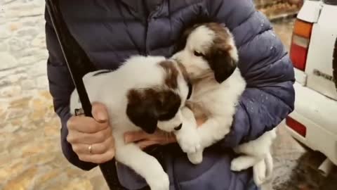 puppies abandoned in heavy rain