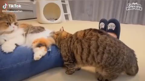 Funniest Cats 😹 - Don't try to hold back Laughter 😂 - Funny Cats Life2