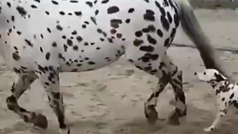 Little Dalmatian looking for his mother