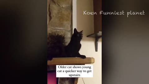 Funny cats and dogs videos😂😂