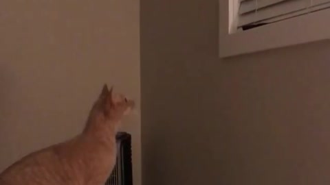 Collab copyright protection - orange cat hits window blinds