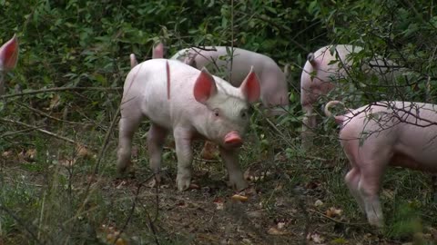 A herd of piglets