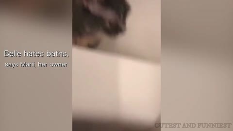 Cat Asking For Towel After Bath 🤣🤣