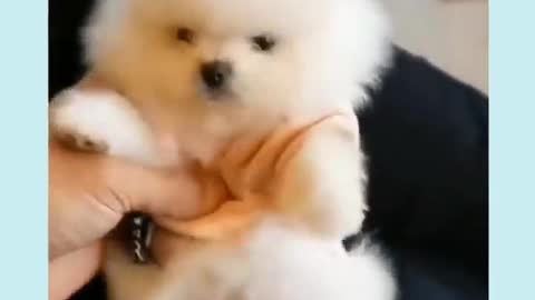 funny baby dogs cute baby dogs baby animal videos