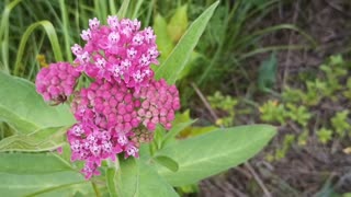 Swamp Milkweed