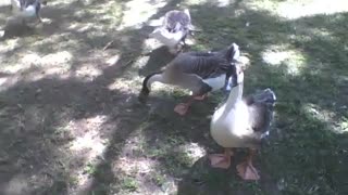 Beautiful swans relax in the park on a beautiful afternoon [Nature & Animals]