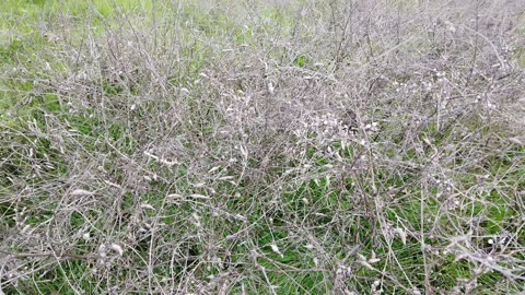 Personal Alkemy Plant Medicine Feb 2024 Pioneers at Davenport Cliffs