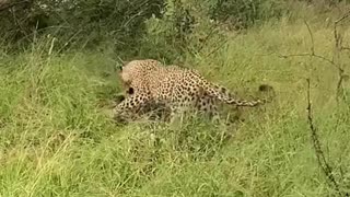 Playful Exchange Between Two Leopards