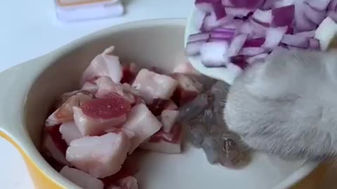 "Chef Michelin’s method of making lamb chops" | cat world | cat univere