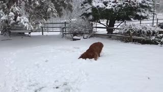 Golden retriever having fun in the snow