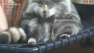 Raccoon sitting there chewing gum like a human being
