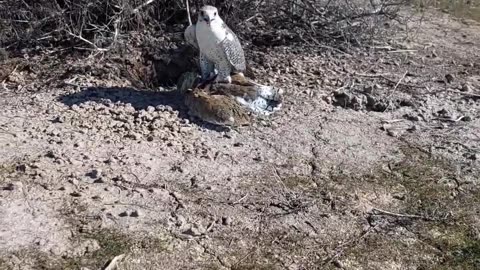 Falcon hunting