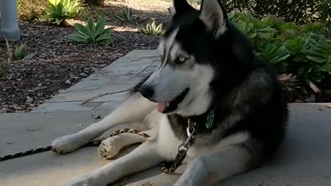 Black and white husky chained sits down