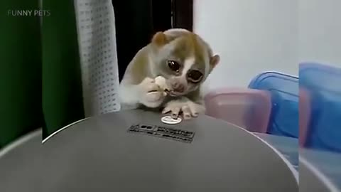 Funny Lemurs ★ Have Fun Like a Lemur (HD) [Funny Pets]