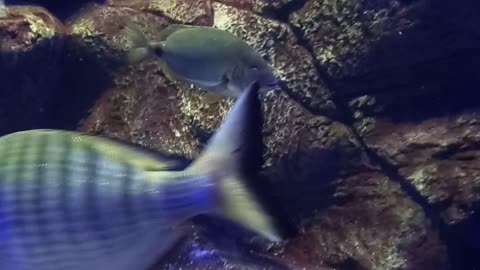 #oceanarium #aquarium #fish #bournemouth #travel #oceanariumbournemouth