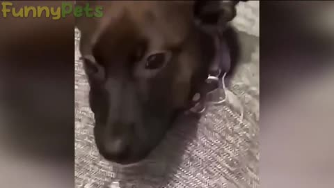 "Smiling Pooches and Pawsome Atrocities: Hilarious Dog Compilation"
