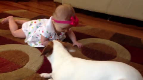 dog teaches baby to walk