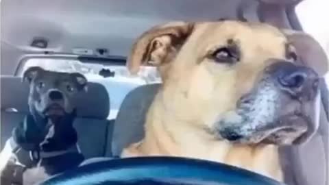 Uber Driver Dogs