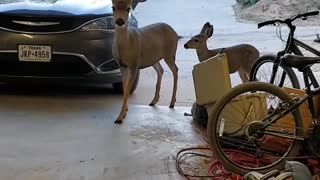Mule Deer Eat Snacks in Garage