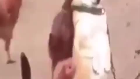 CAT & DOG FUNNY VIDEO