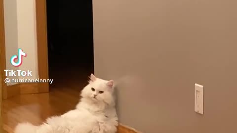 Cute dancing cat