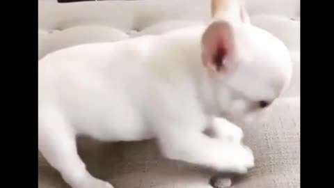 The Cute Little Puppy