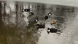 Ducks Swimming with Ice